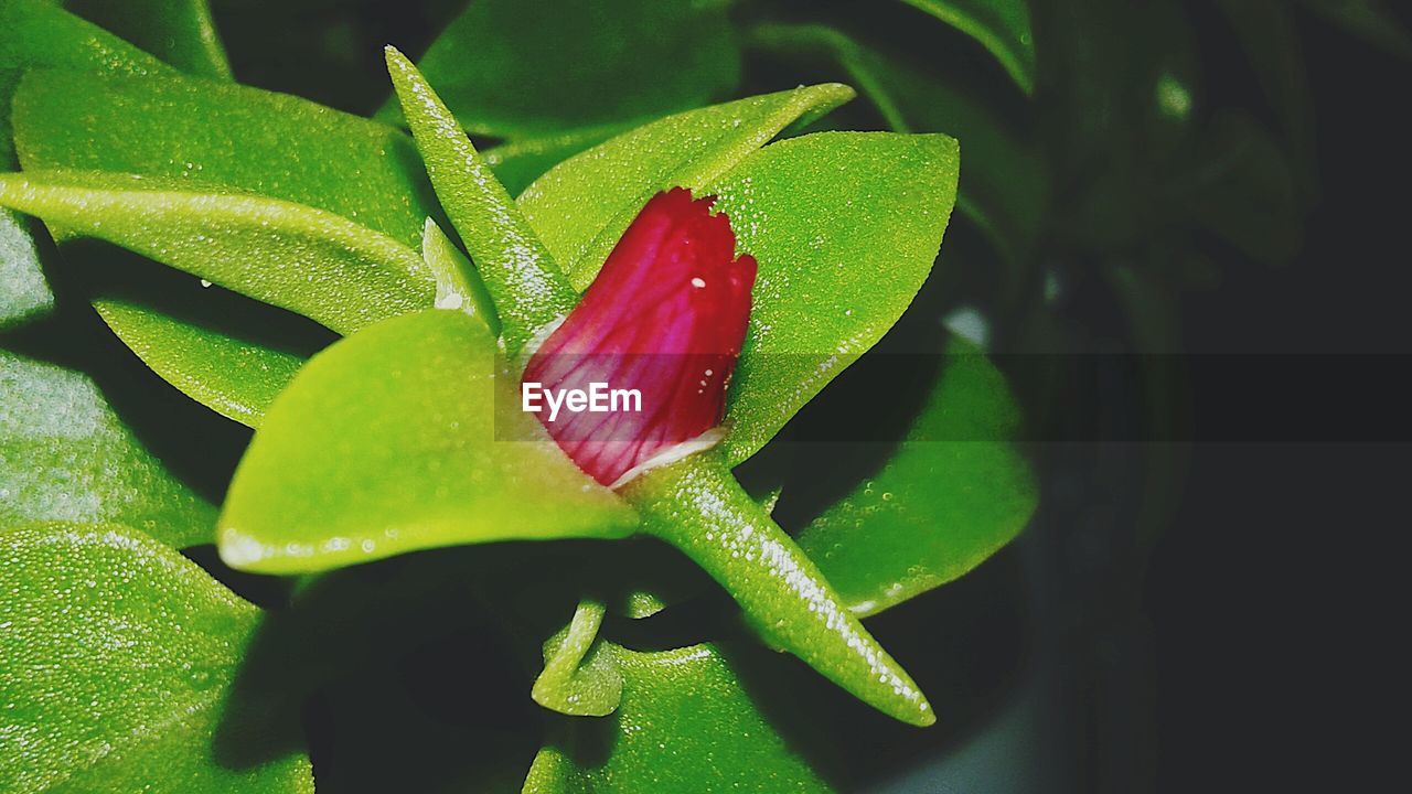 Close-up of flower bud growing outdoors