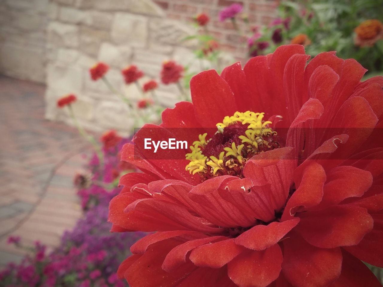 CLOSE-UP OF RED FLOWERS BLOOMING