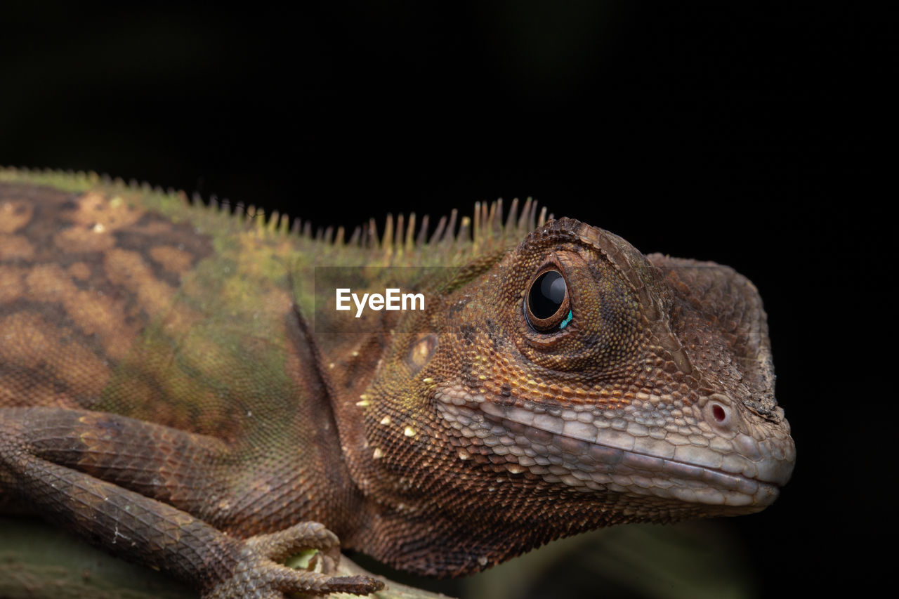 CLOSE-UP OF LIZARD ON BLACK BACKGROUND