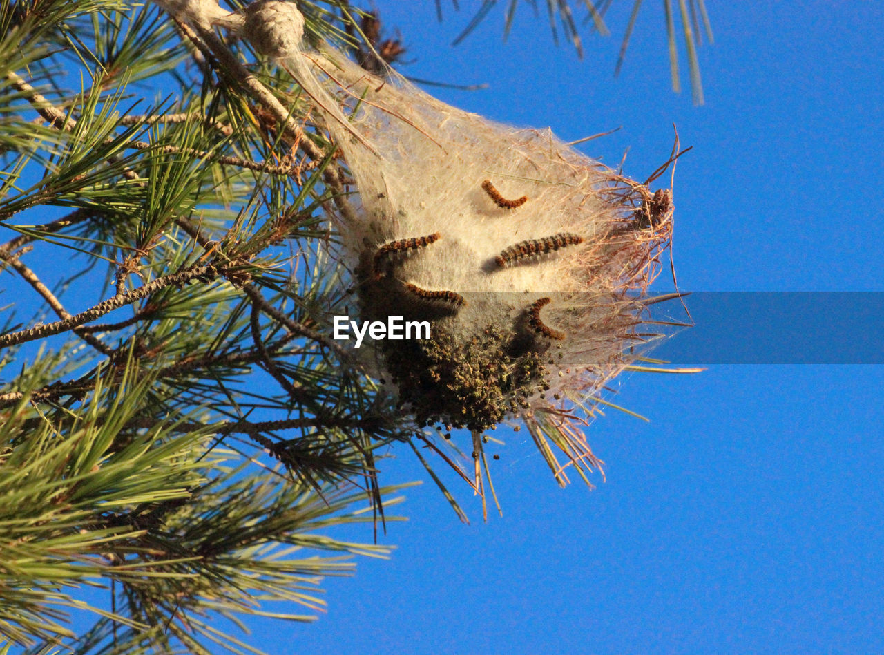 LOW ANGLE VIEW OF A TREE AGAINST CLEAR SKY