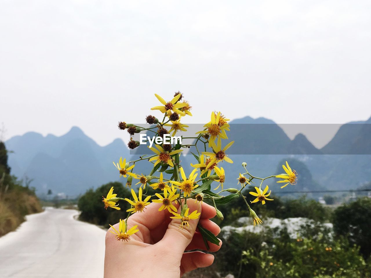 Close-up of hand holding flowers against mountain