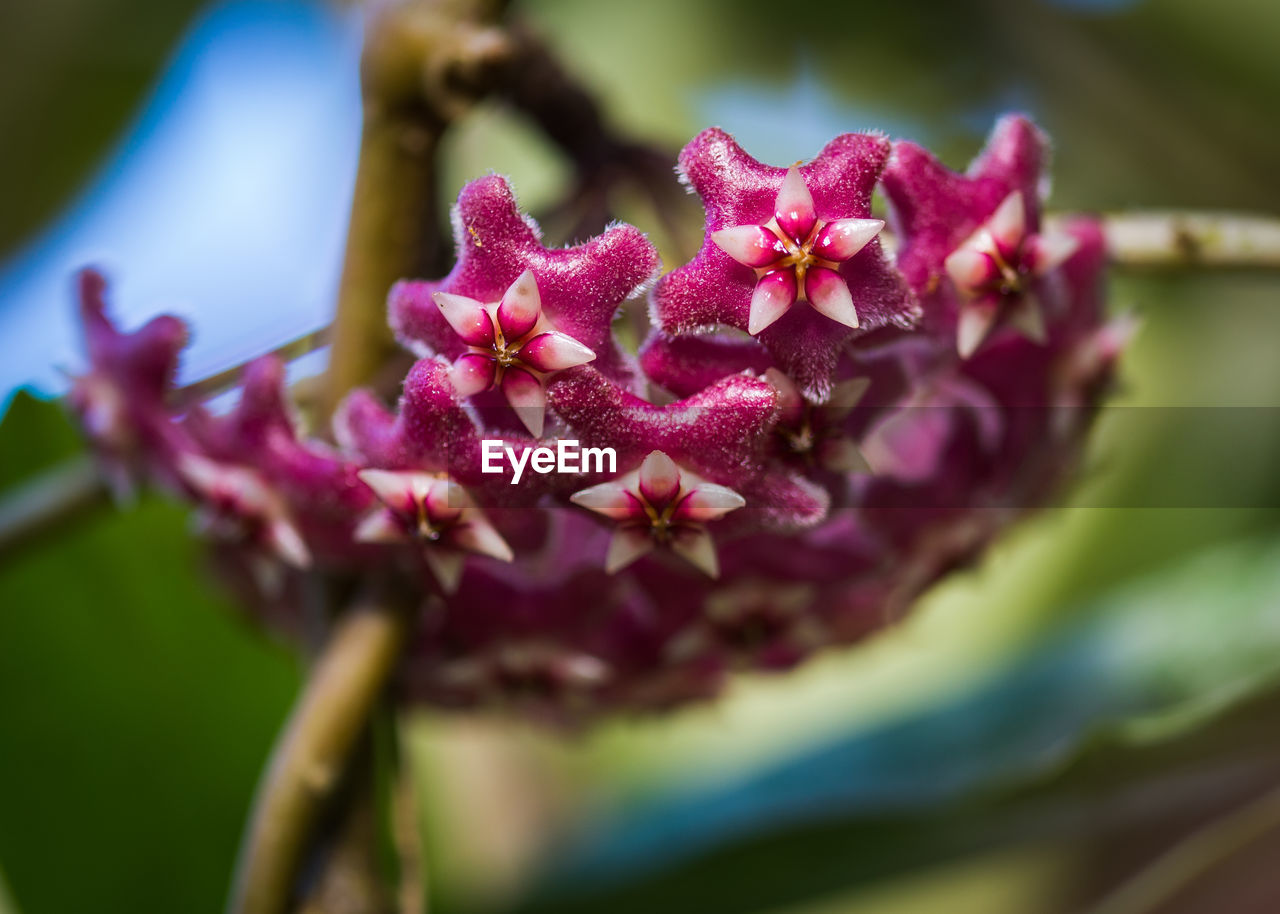 Close-up of pink flowers blooming outdoors