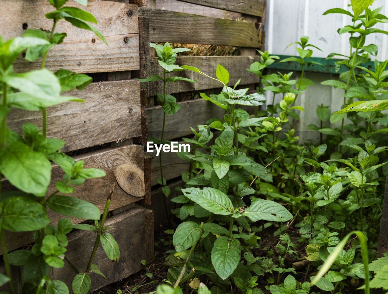  mint grows near compost bins made from used pallets.