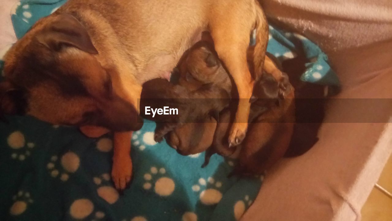 HIGH ANGLE VIEW OF DOG SLEEPING ON HAND