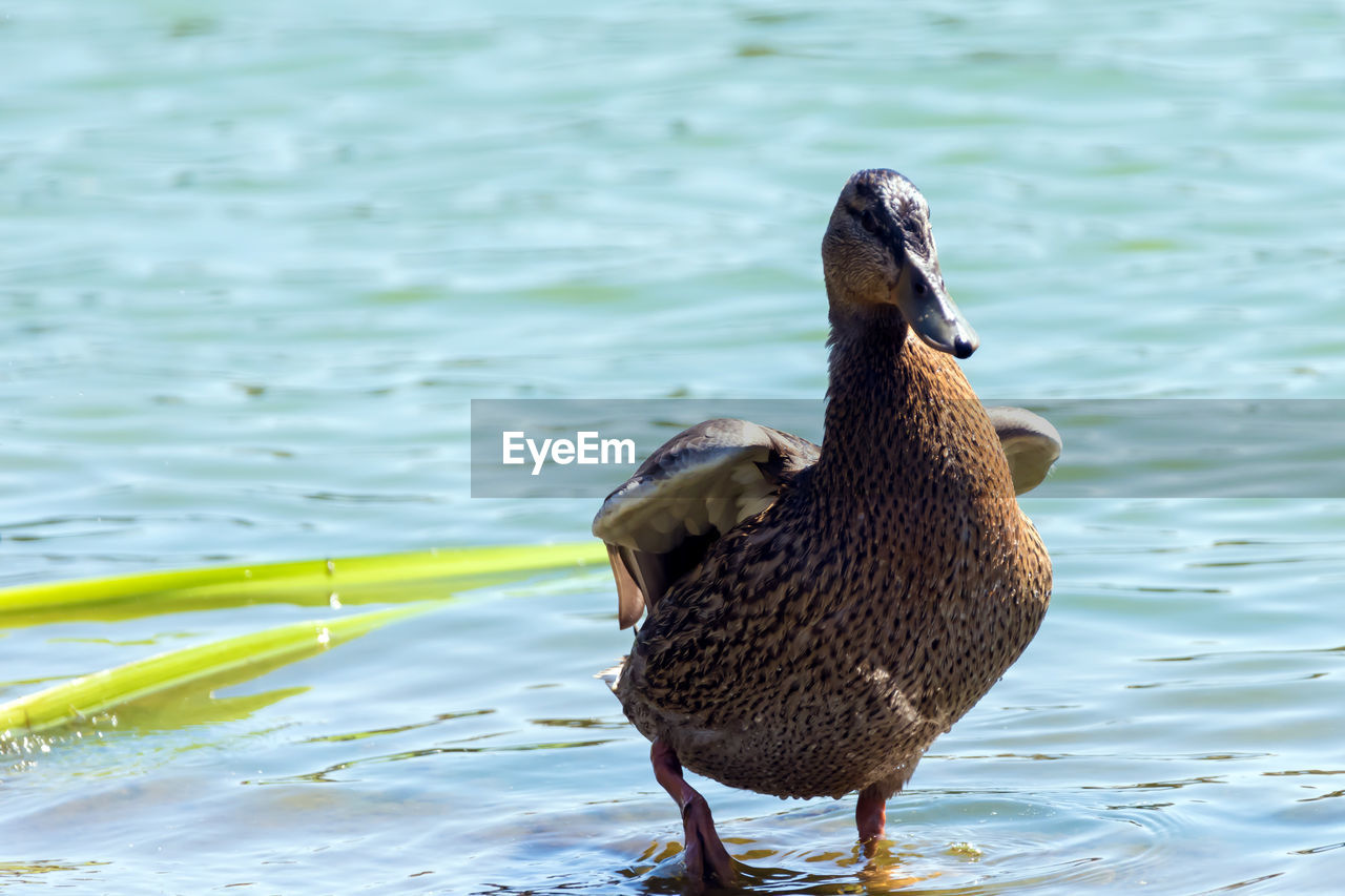 MALLARD DUCK SWIMMING IN LAKE