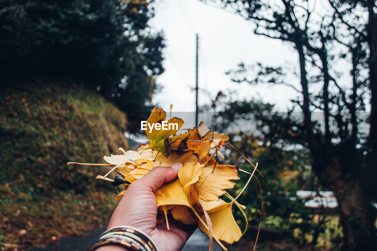 PERSON HOLDING MAPLE LEAVES