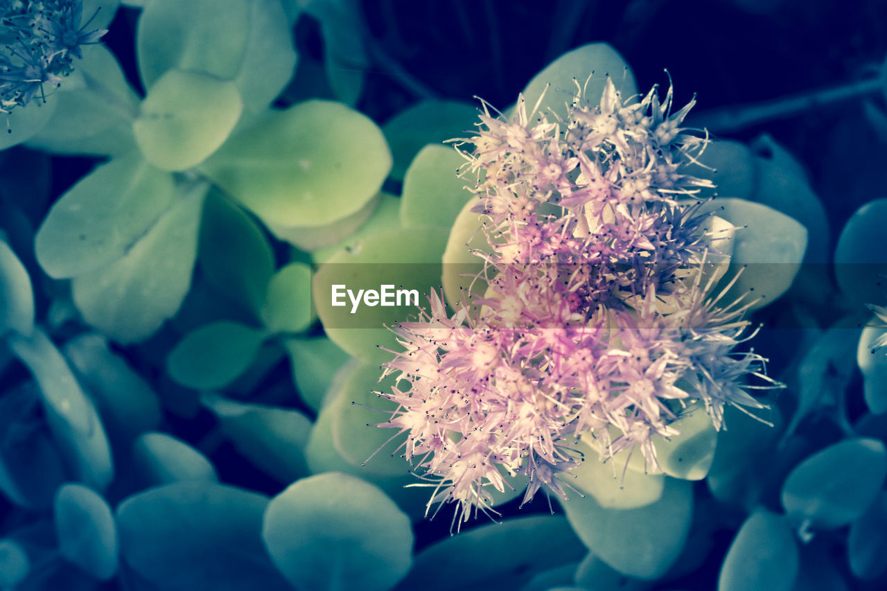 CLOSE-UP OF INSECT ON FLOWERS IN WATER