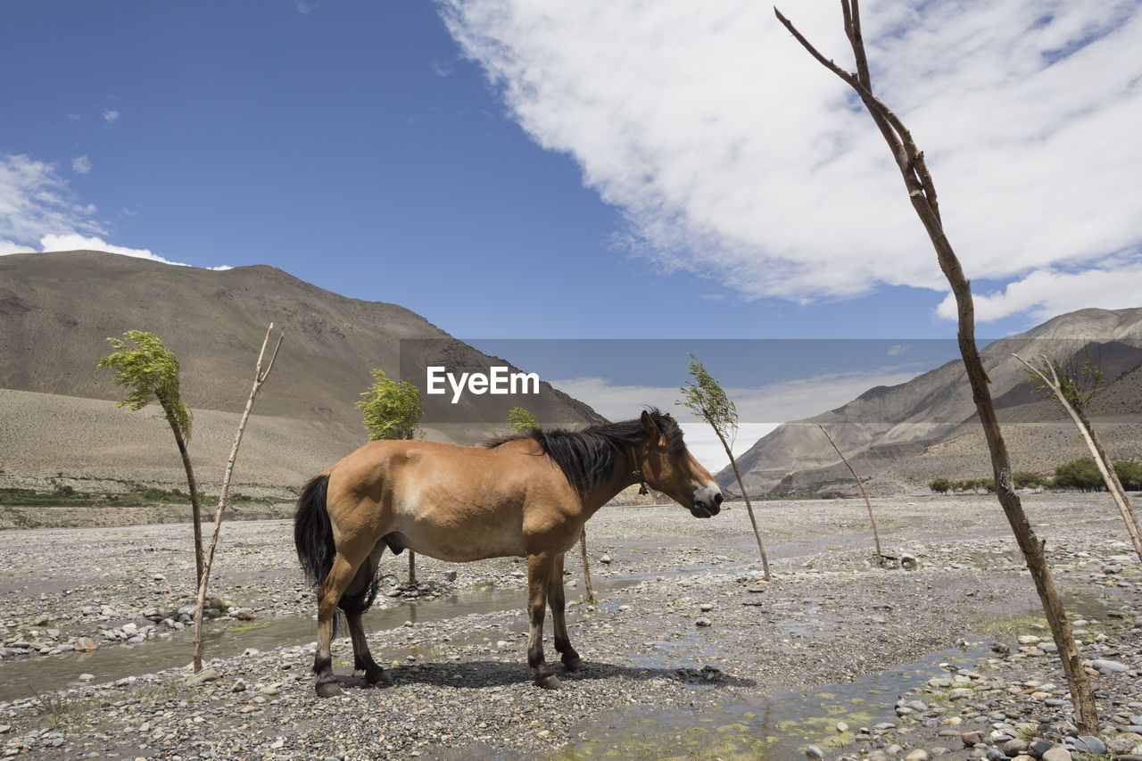 HORSE STANDING ON LANDSCAPE AGAINST MOUNTAINS