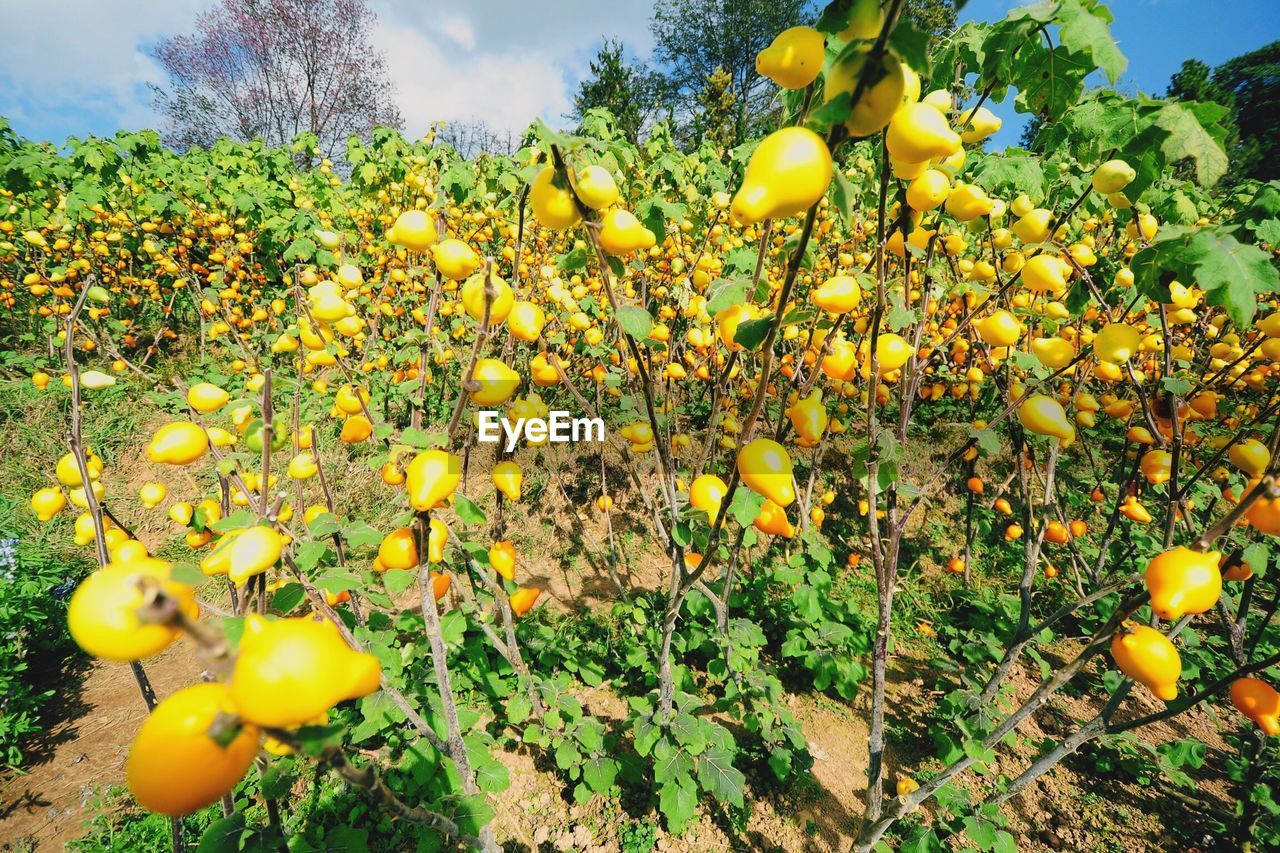 Yellow flowers growing in field