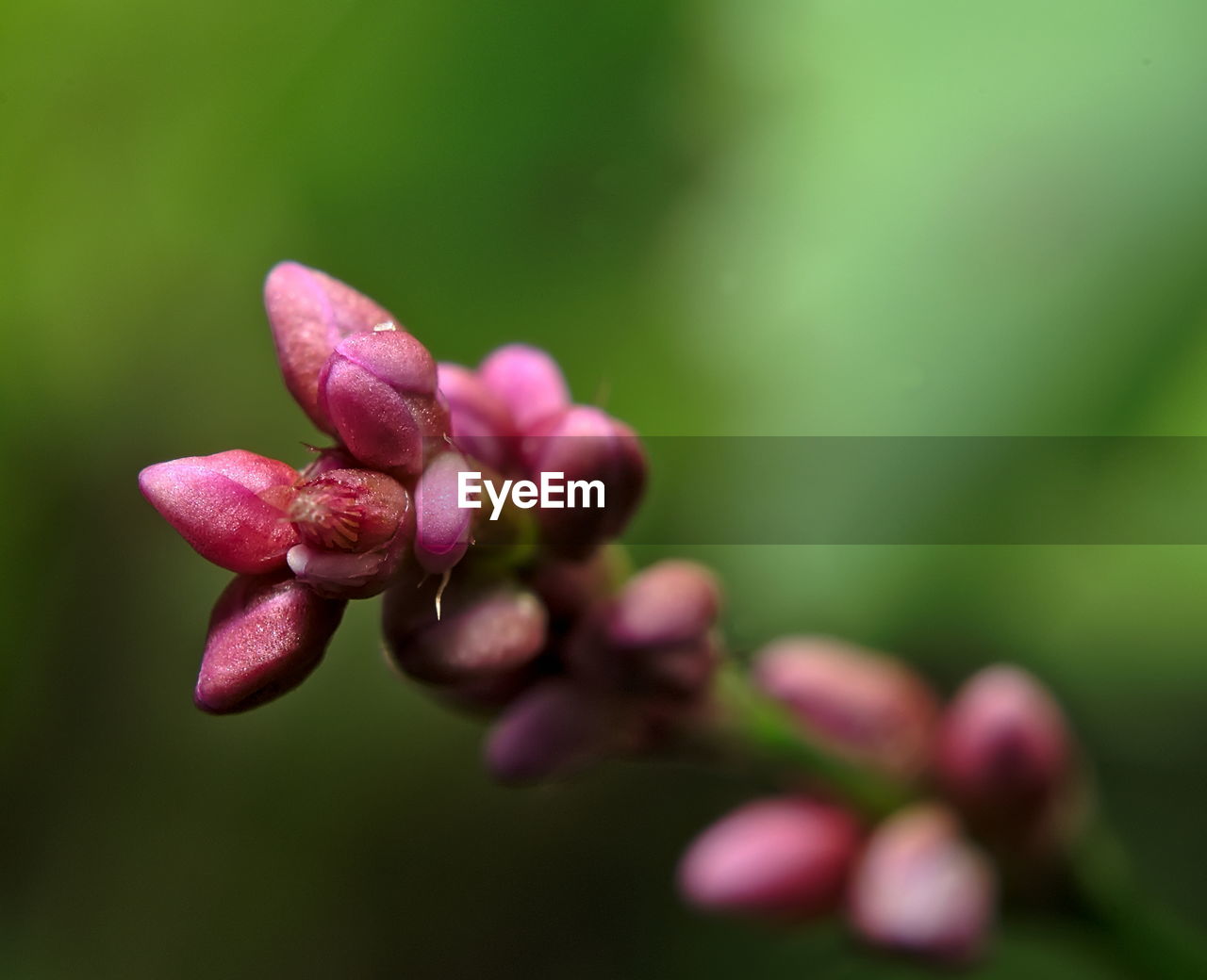 Close-up of pink flower buds