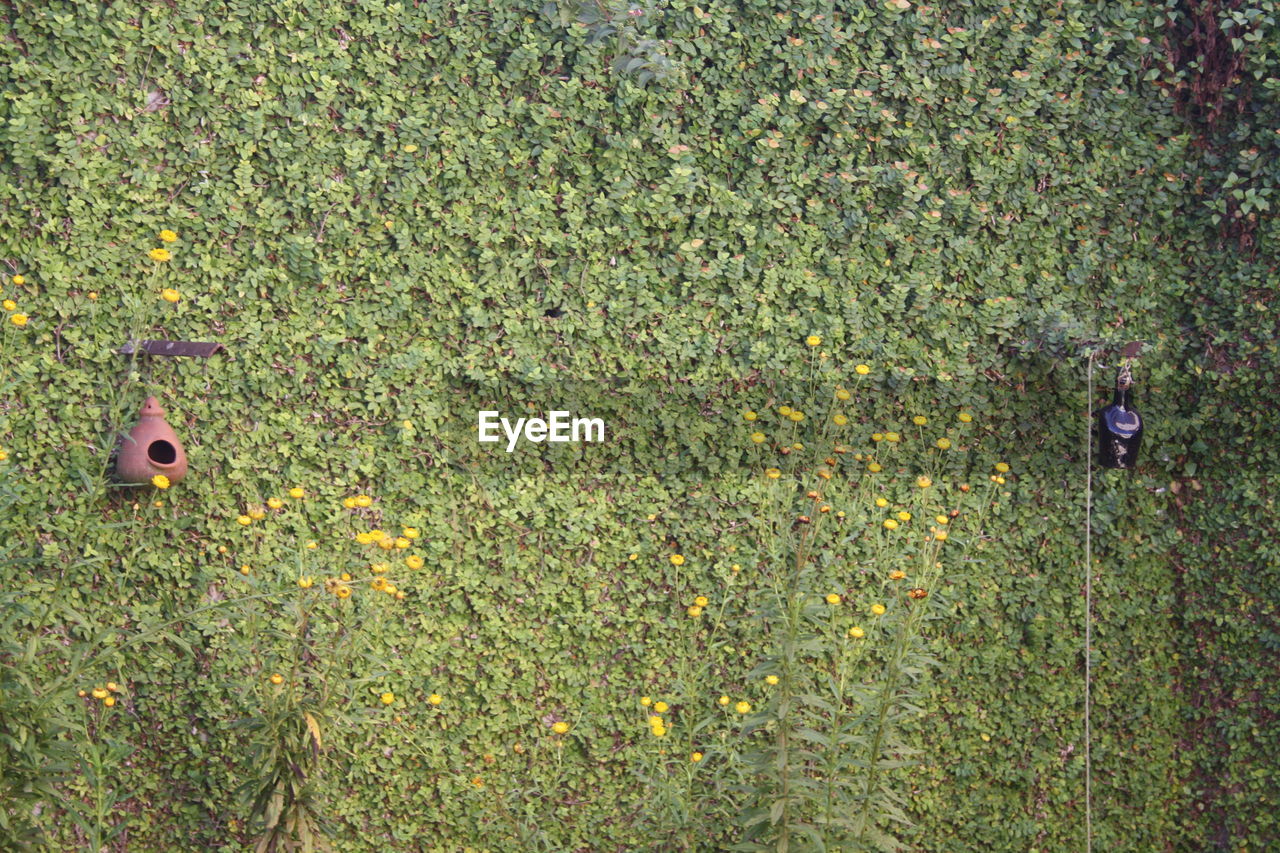 High angle view of lizard on field during autumn