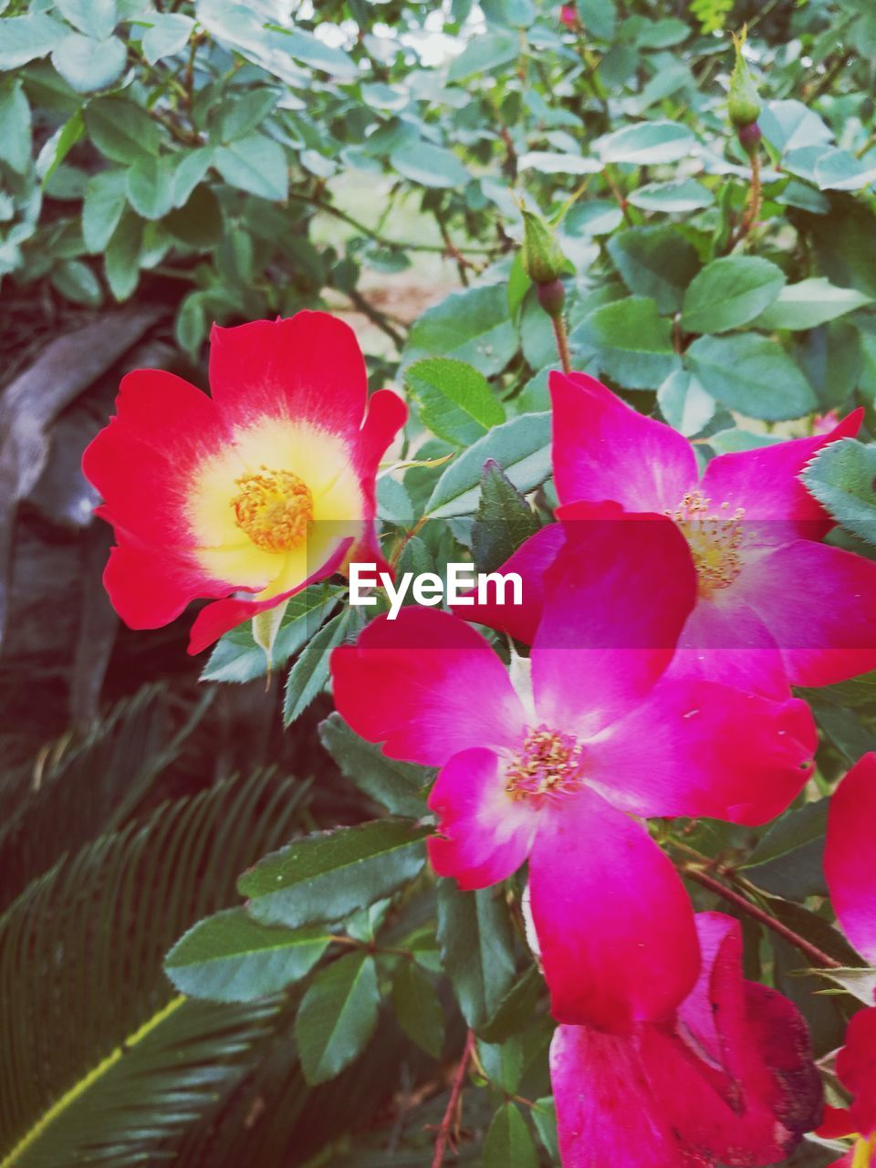 CLOSE-UP OF PINK FLOWERS BLOOMING