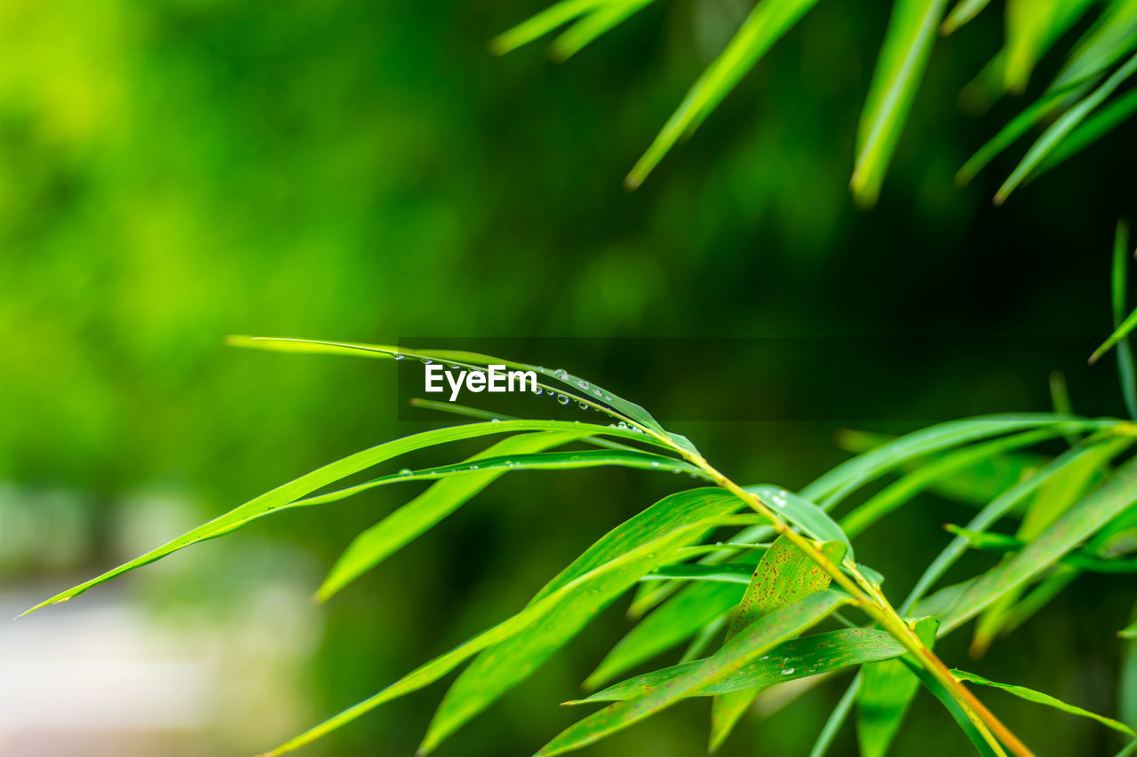 Close-up of fresh green plant bamboo