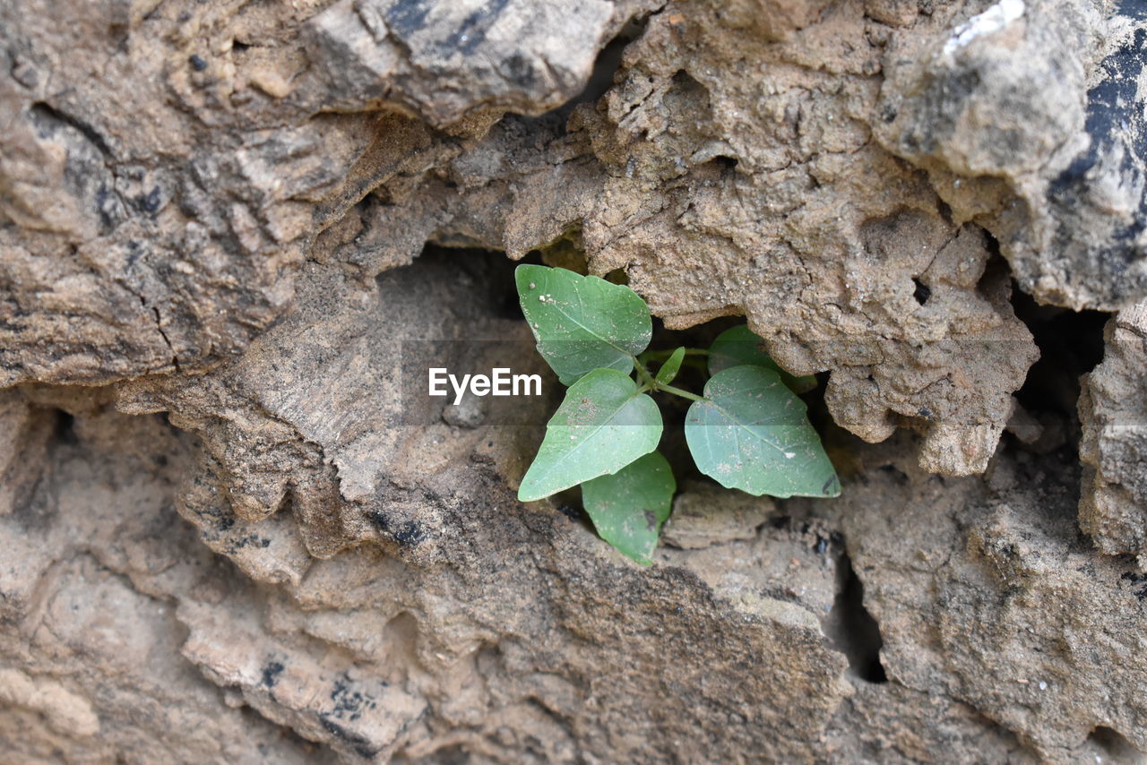 CLOSE-UP OF LEAVES ON TREE TRUNK