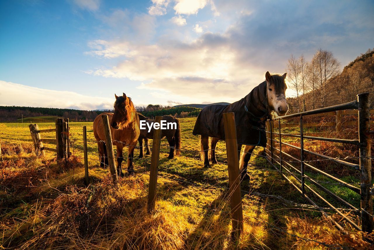 Close-up of horses on grassy field against cloudy sky