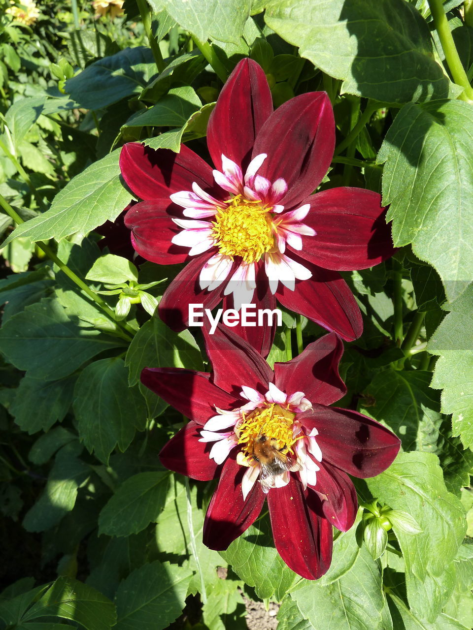 CLOSE-UP OF RED ROSE FLOWER