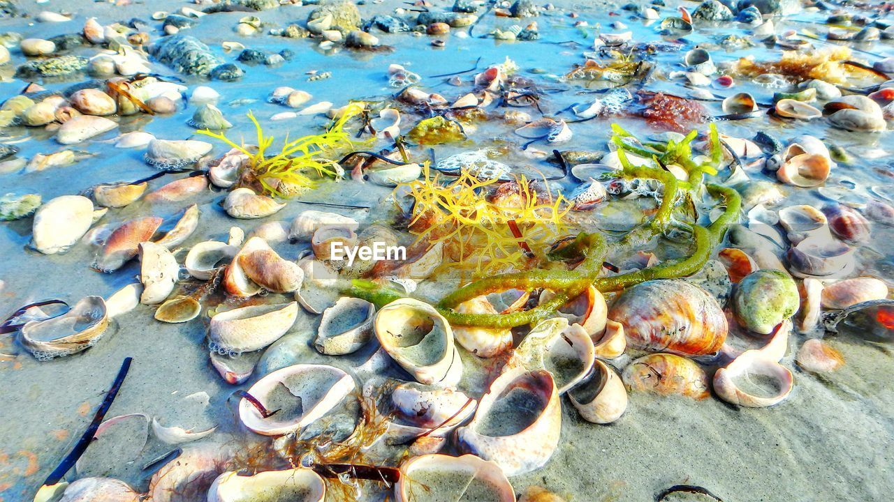 HIGH ANGLE VIEW OF STARFISH ON WATER