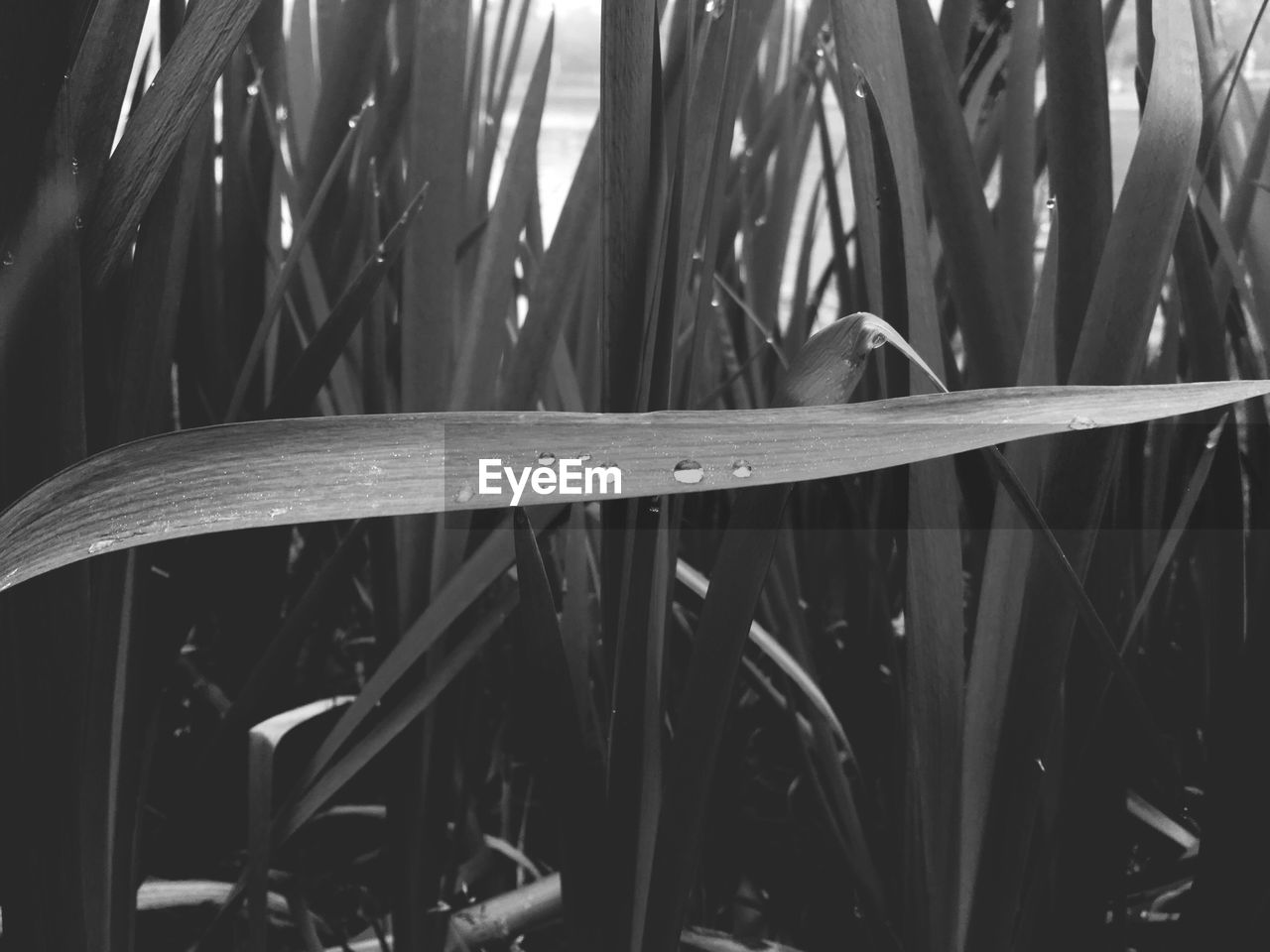 CLOSE-UP OF WATER DROPS ON PLANT