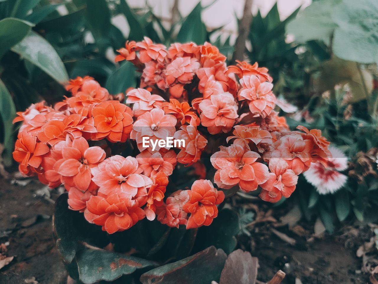 Close-up of orange flowers blooming outdoors