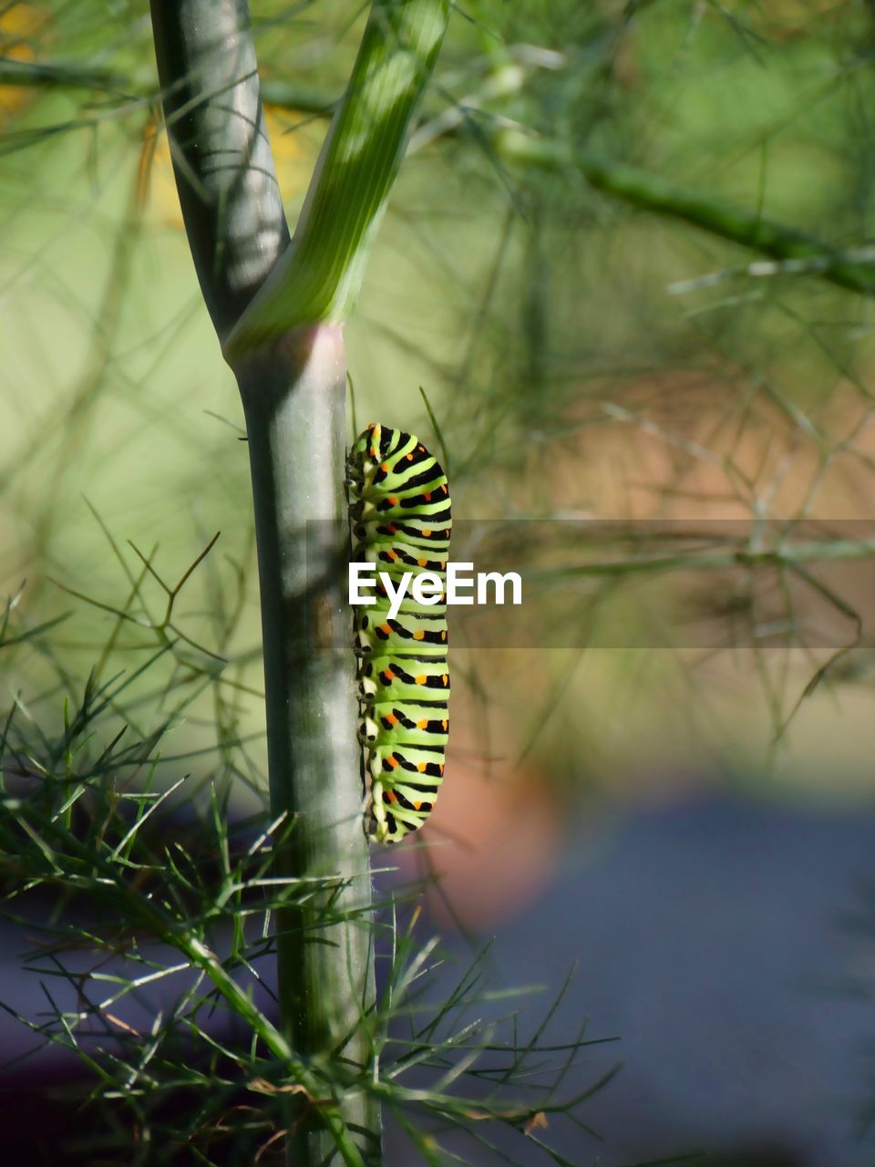 CLOSE-UP OF BUTTERFLY