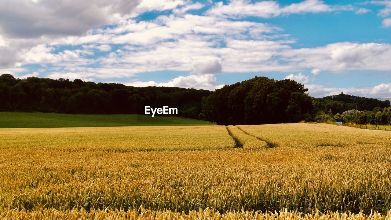 TREES GROWING ON FIELD AGAINST SKY