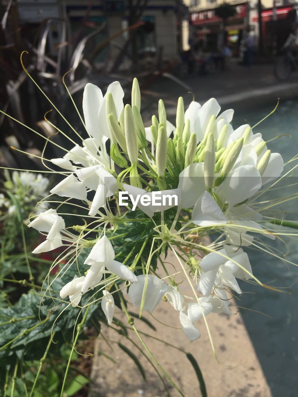 CLOSE-UP OF WHITE FLOWERS BLOOMING