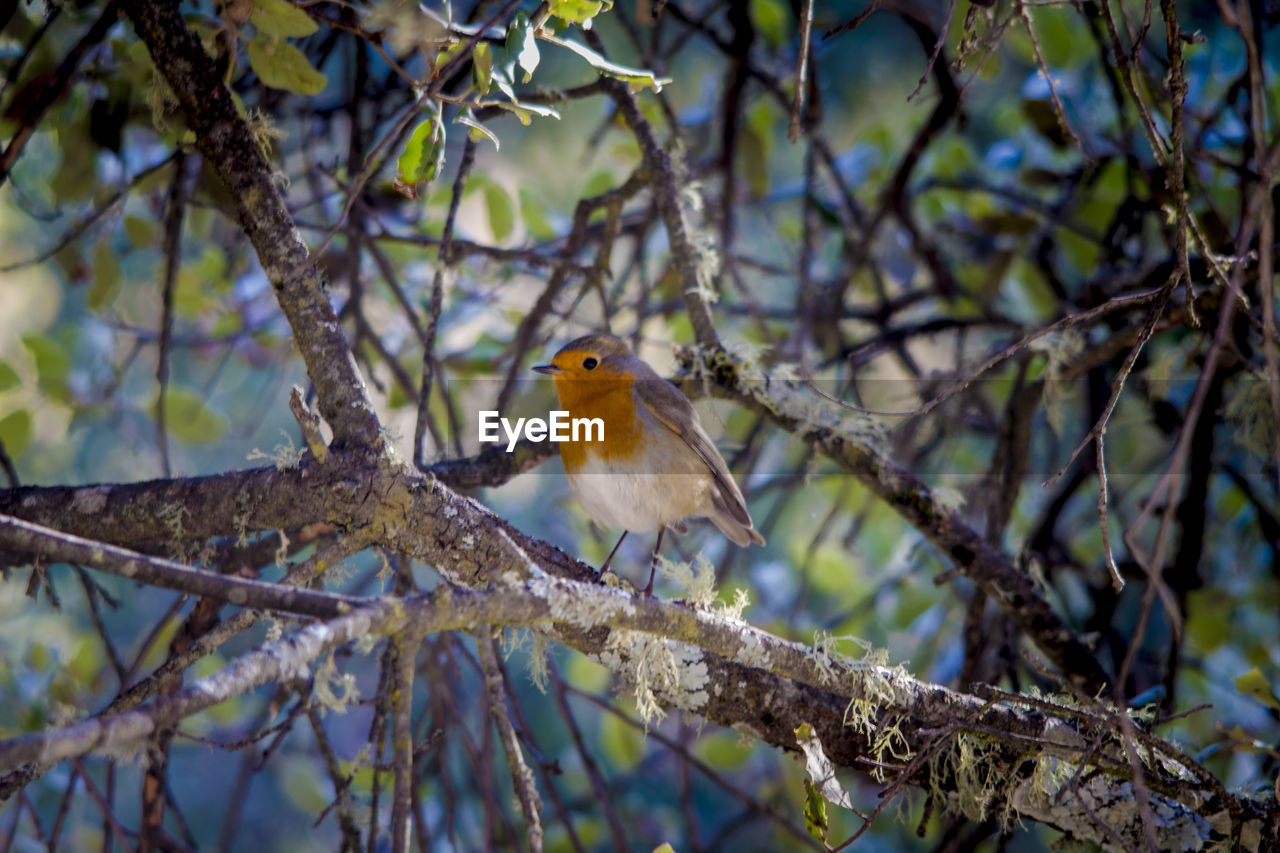 Close-up of bird perching on branch