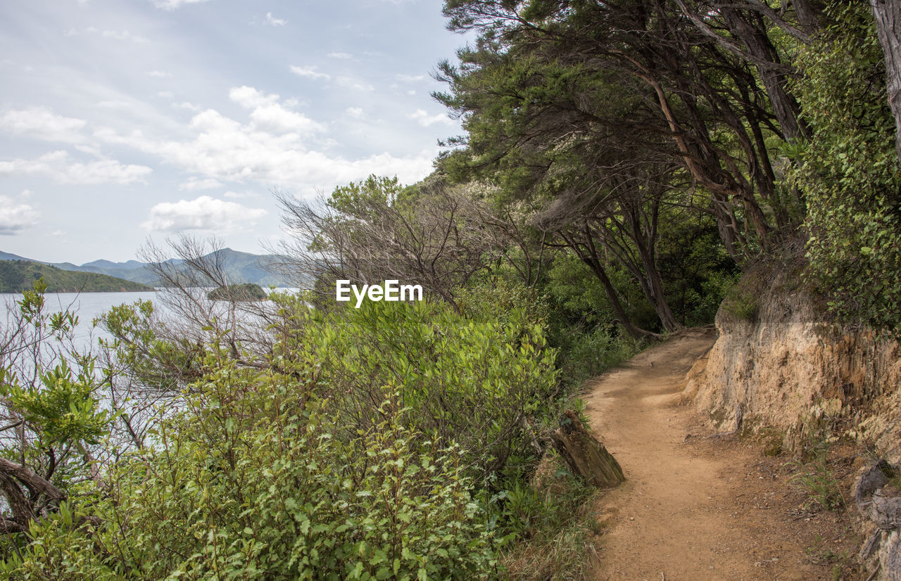 Trail amidst trees and plants against sky