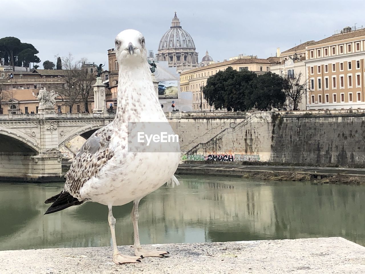 architecture, bird, built structure, water, animal themes, animal, travel destinations, building exterior, animal wildlife, wildlife, nature, city, bridge, travel, tourism, sky, no people, river, one animal, day, seagull, building, outdoors, seabird, full length, history