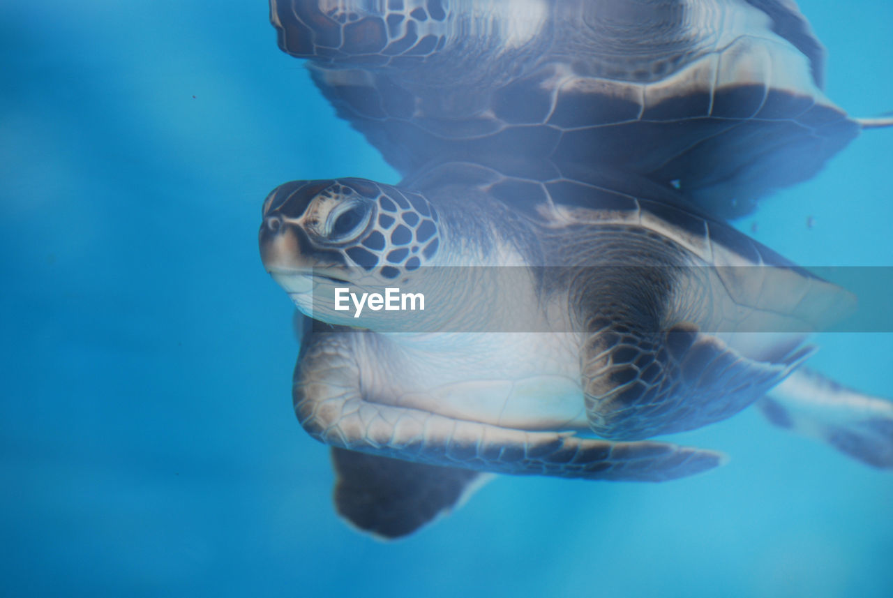 Baby sea turtle reflecting underwater.