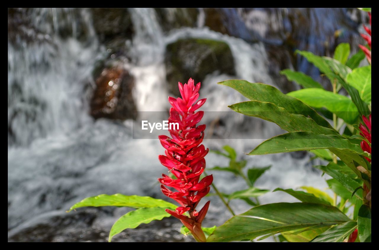 CLOSE-UP OF RED HIBISCUS AGAINST WATER