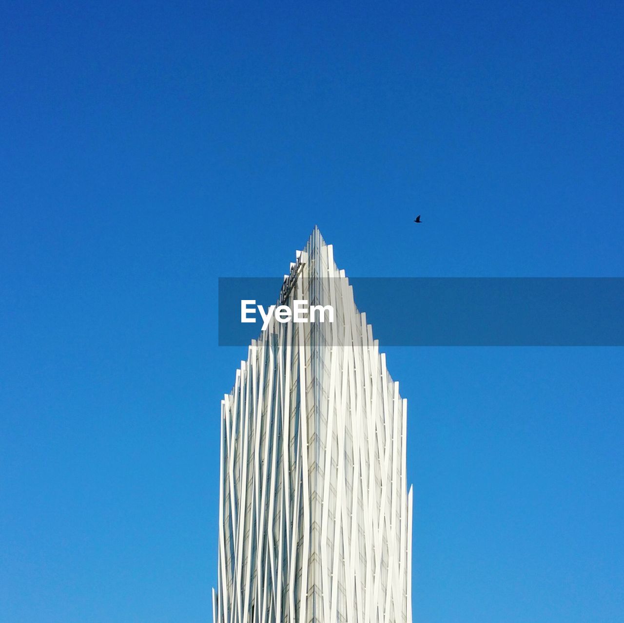 LOW ANGLE VIEW OF BIRD FLYING AGAINST CLEAR SKY