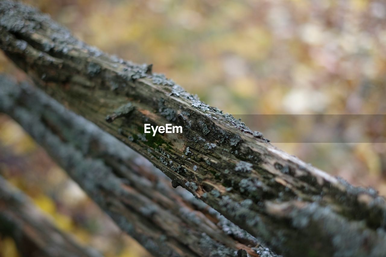 Close-up of wooden fence in forest