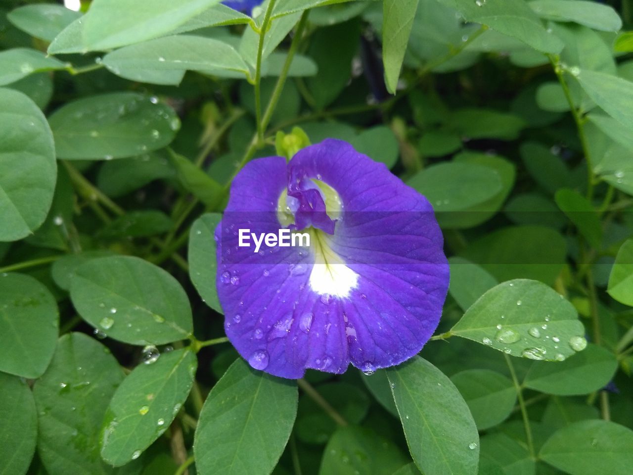 CLOSE-UP OF WET PURPLE FLOWER ON PLANT