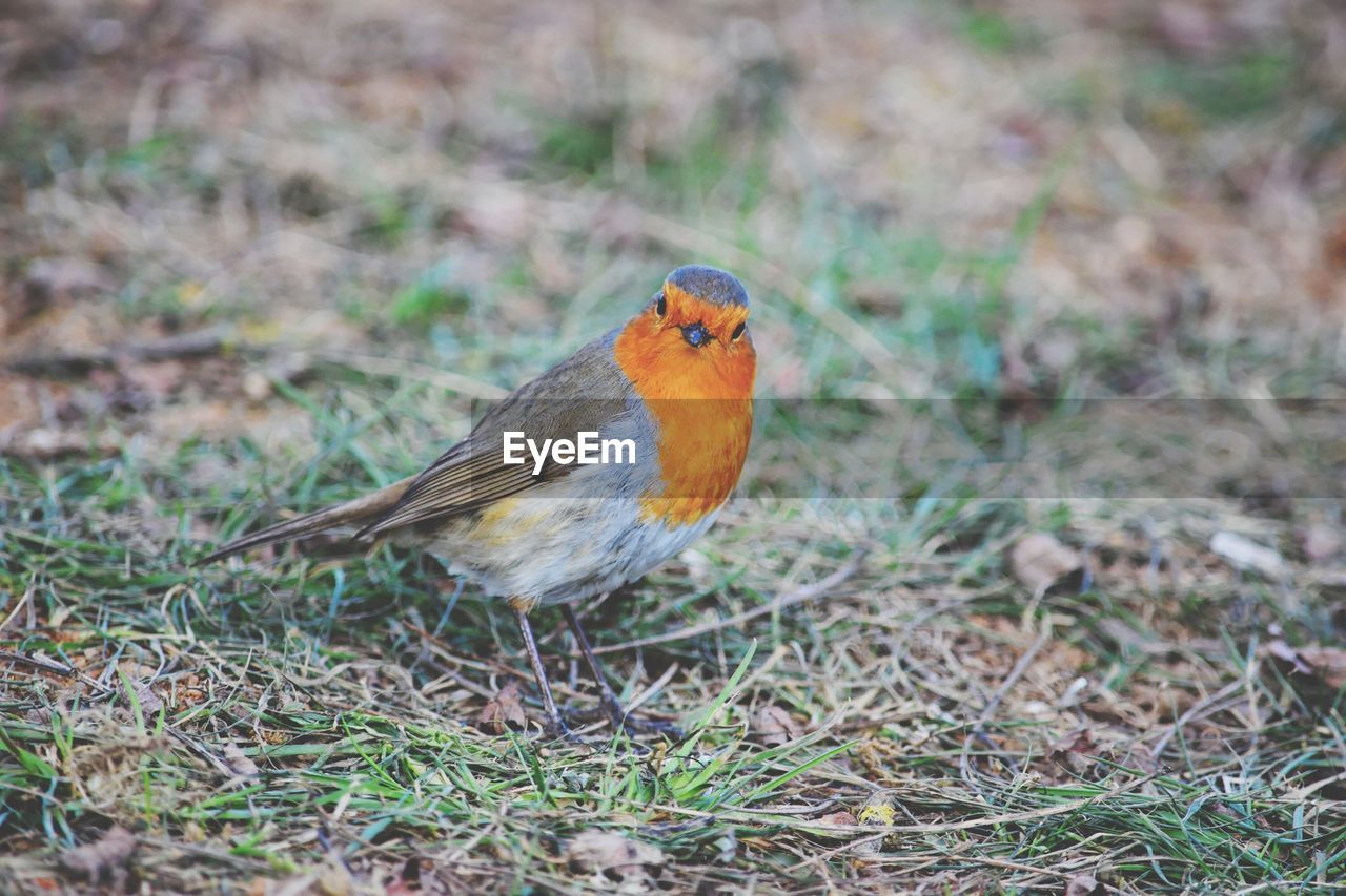 BIRDS PERCHING ON FIELD