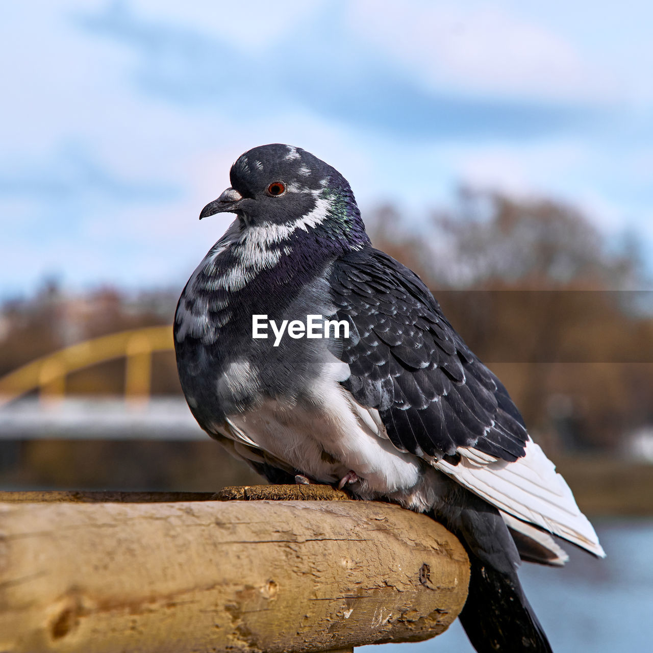 Close-up of bird perching on railing against sky