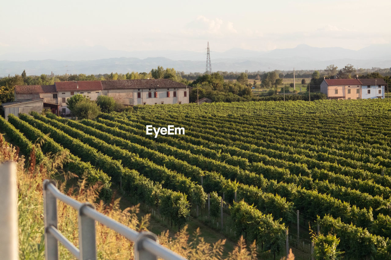 Growing field of wine grapes, vineyard, italy