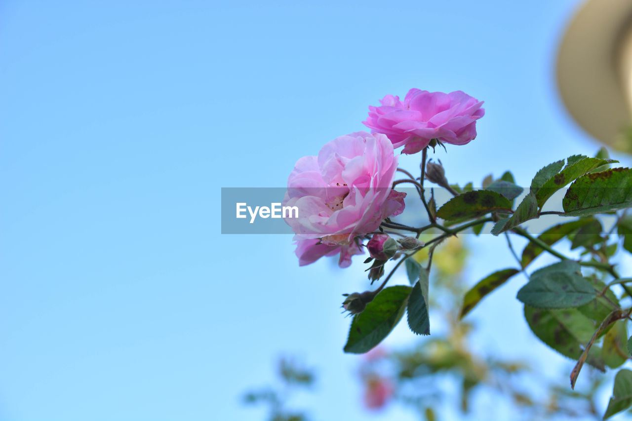 PINK ROSE BLOOMING AGAINST CLEAR SKY