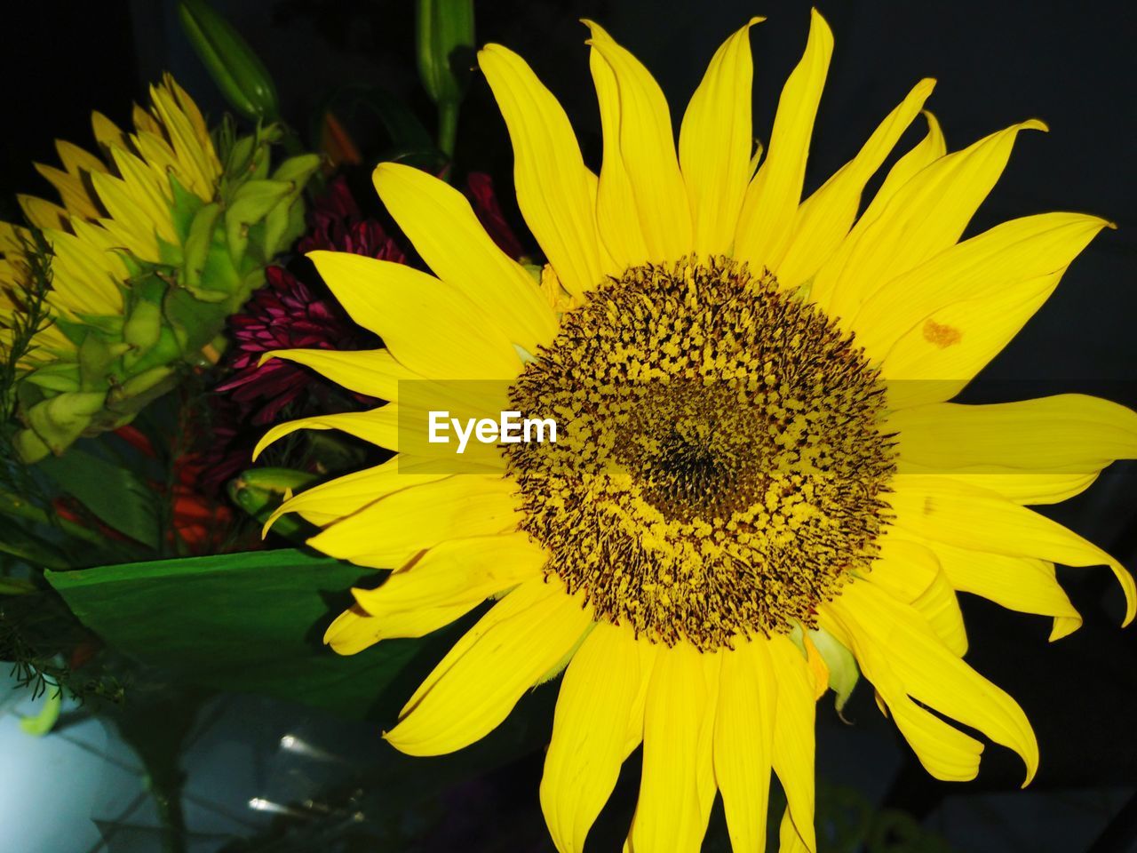 CLOSE-UP OF SUNFLOWER BLOOMING
