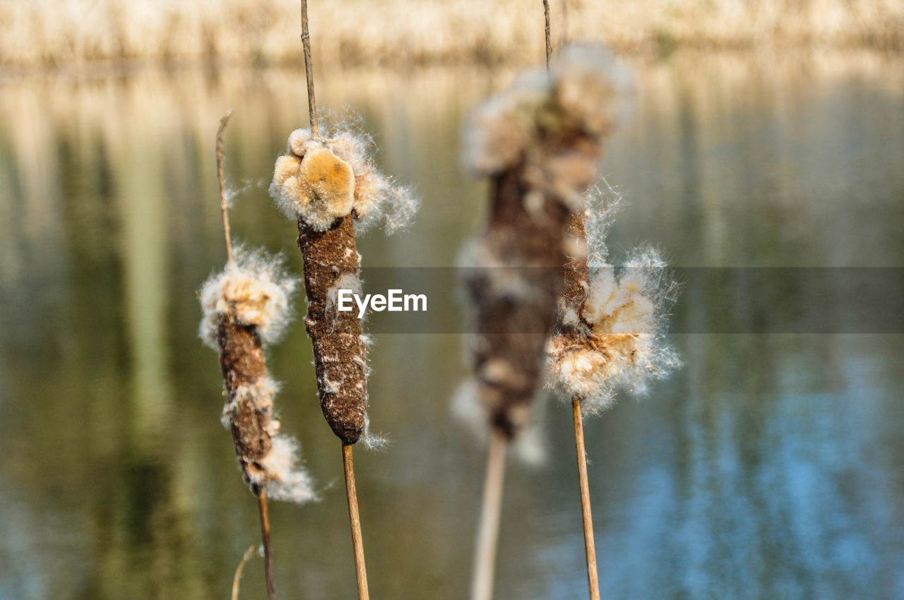 Close-up of wilted plant against lake