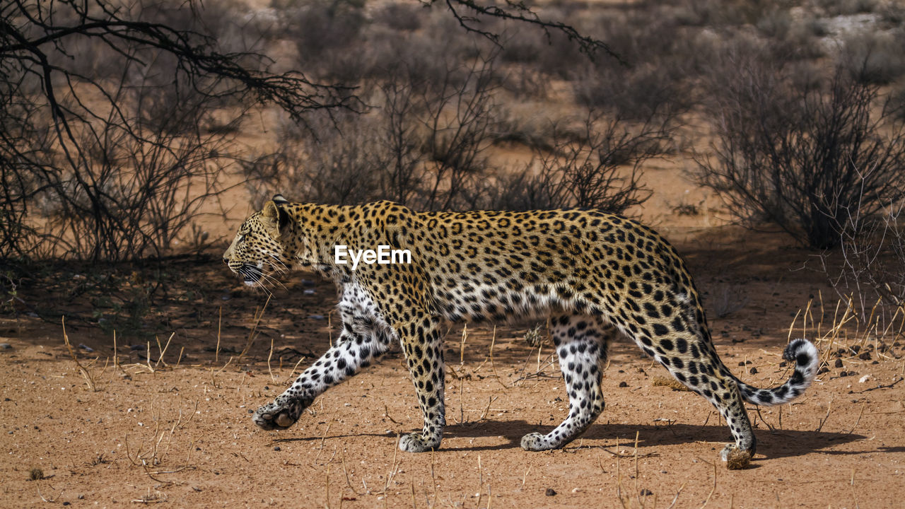 close-up of leopard walking on field
