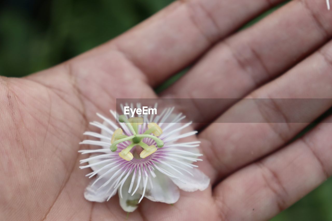 Close-up of woman hand holding small flower