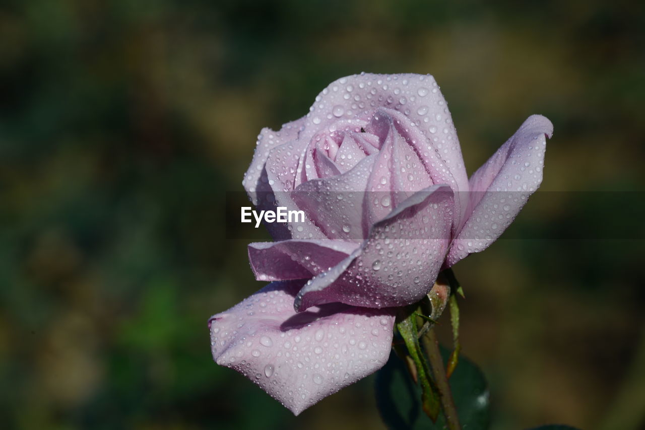 flower, plant, flowering plant, beauty in nature, close-up, macro photography, freshness, petal, nature, fragility, growth, inflorescence, drop, flower head, wet, focus on foreground, rose, blossom, water, no people, pink, outdoors, day, leaf, rain, plant part, dew, springtime, botany, plant stem, purple