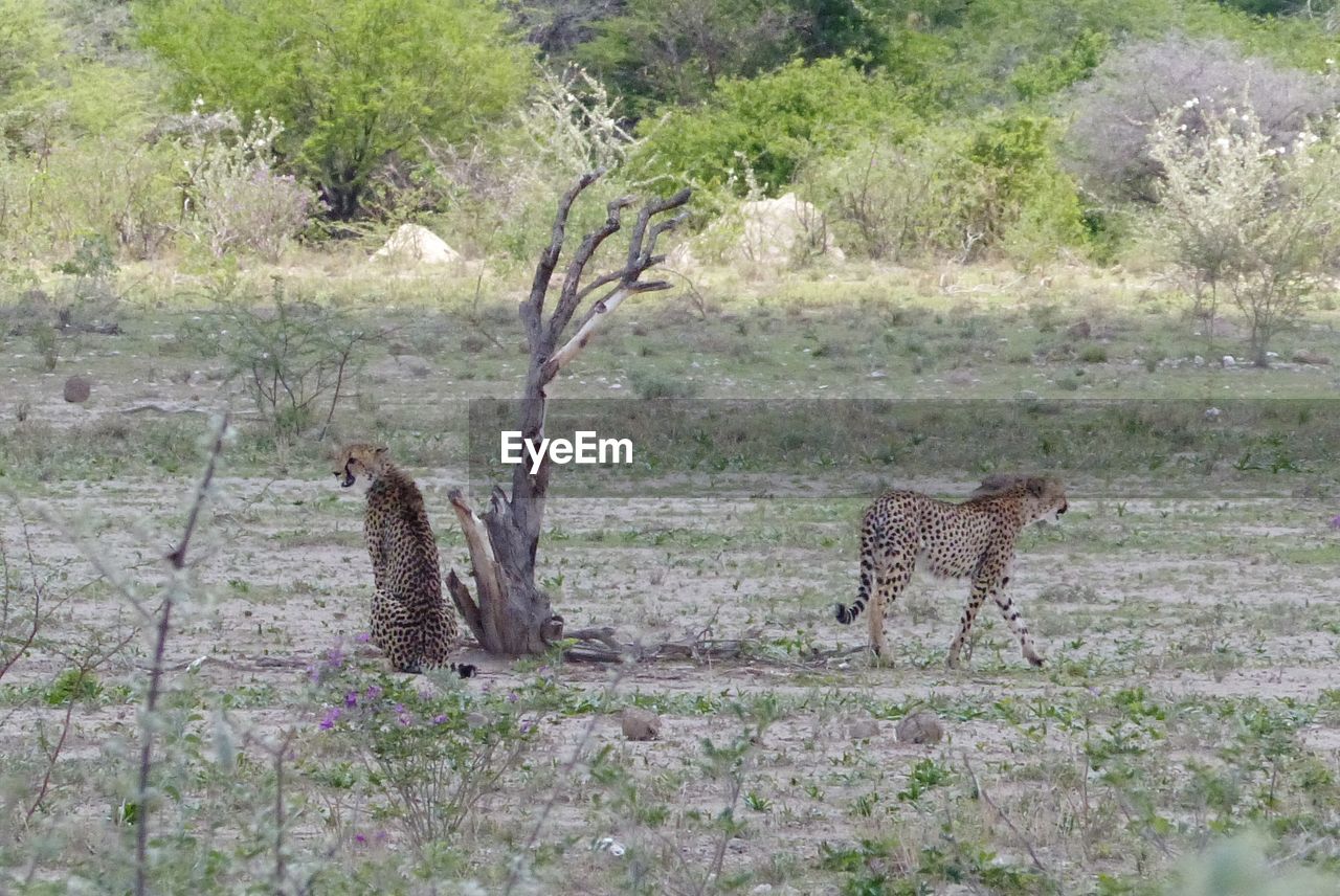 CATS IN A FIELD