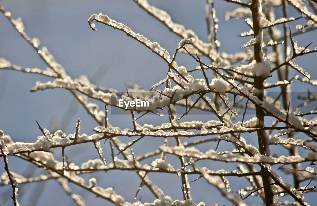 Low angle view of cherry blossom tree during winter