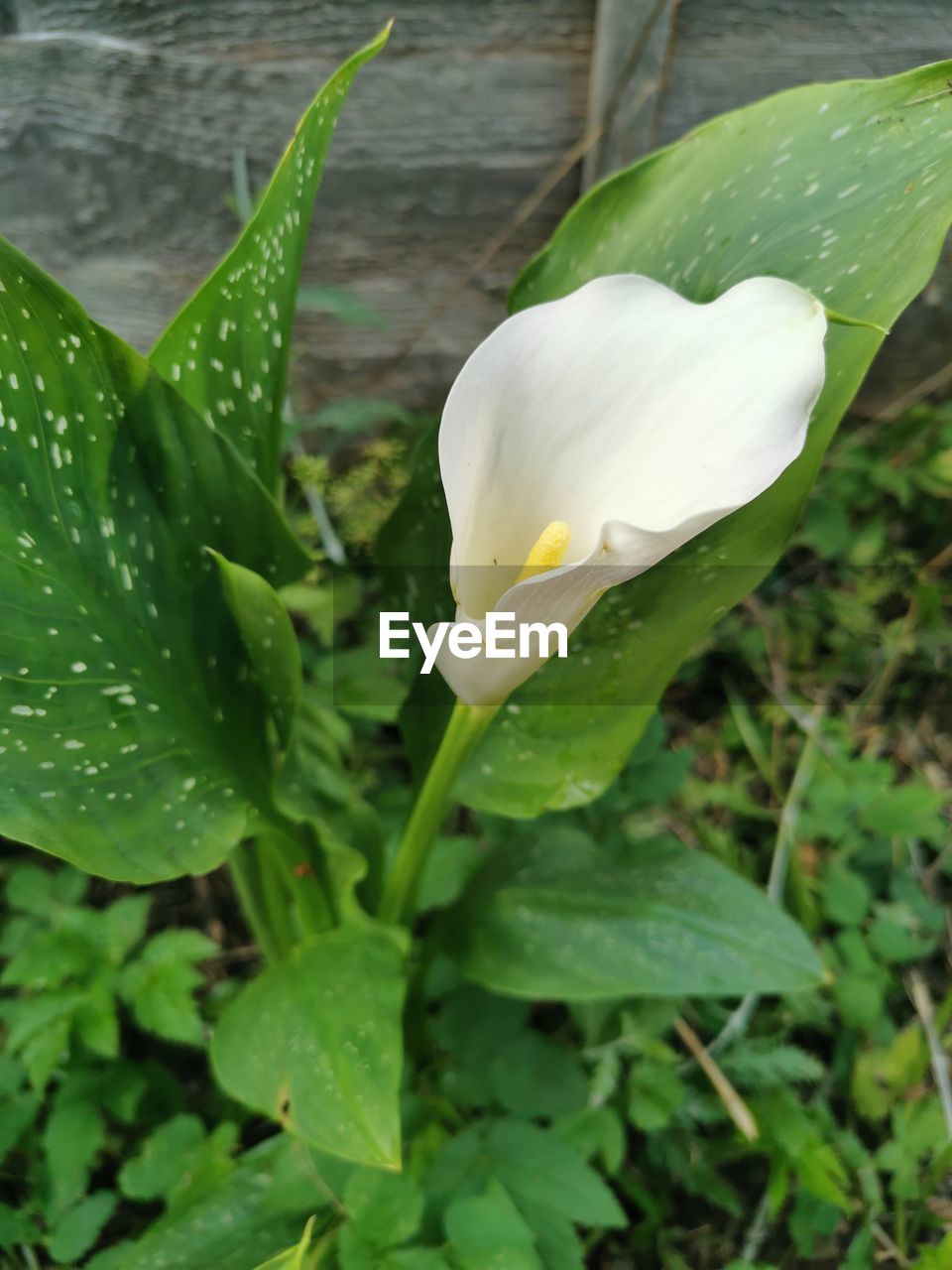 CLOSE-UP OF WET WHITE FLOWERING PLANTS