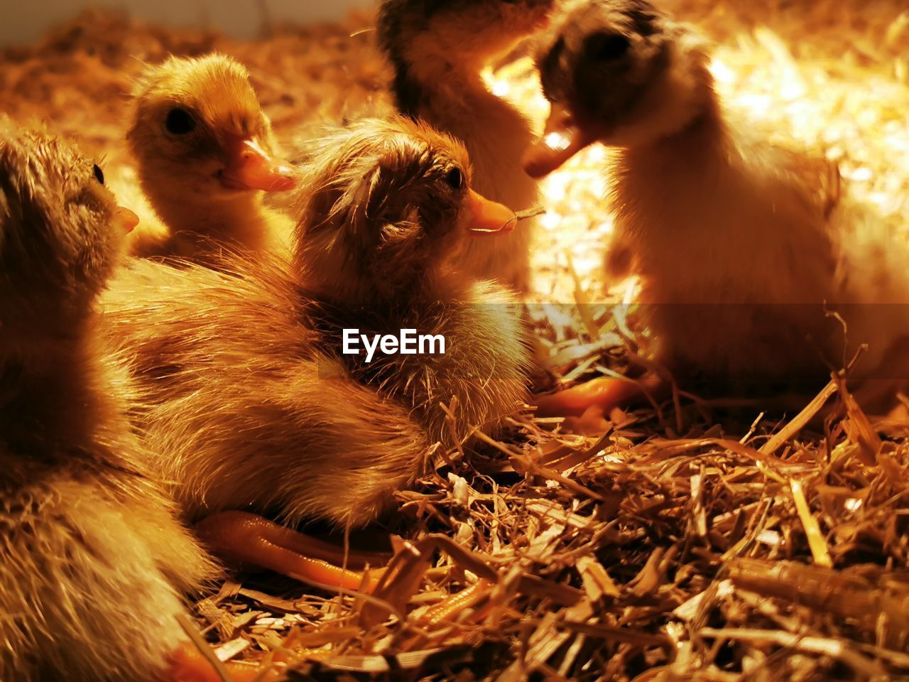 VIEW OF A DUCKS