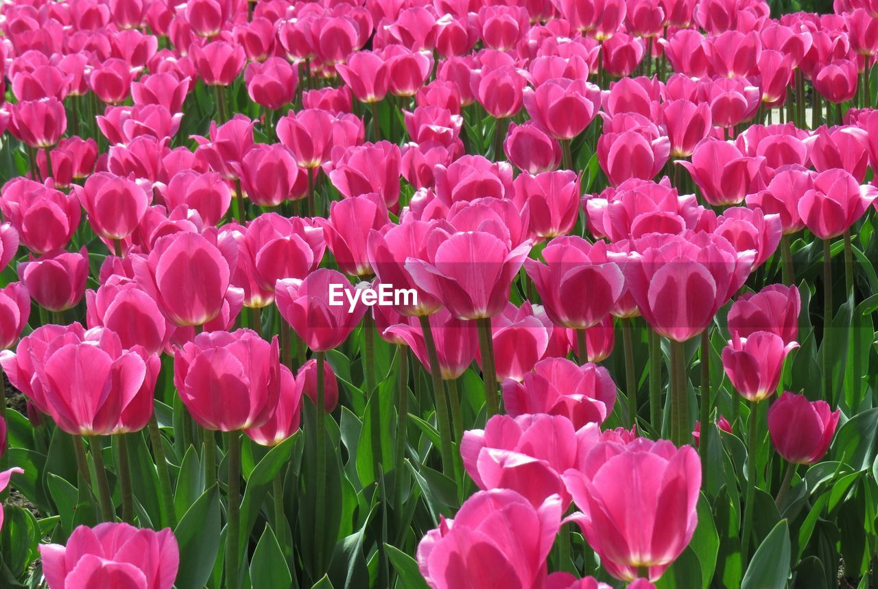 FULL FRAME SHOT OF PINK TULIPS