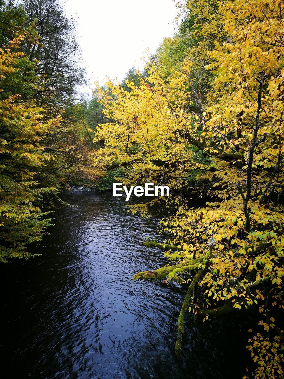 SCENIC VIEW OF RIVER AMIDST TREES IN FOREST