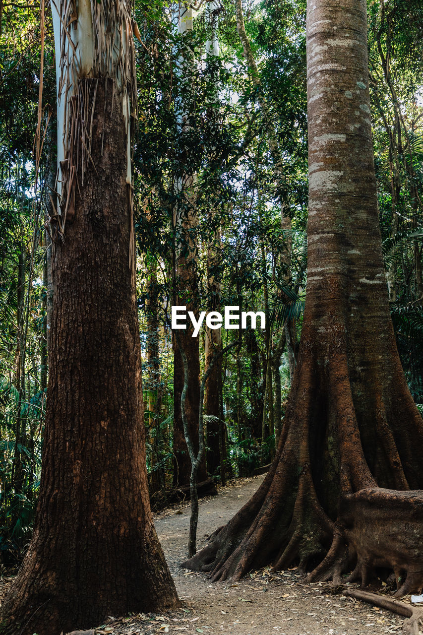 VIEW OF TREES IN FOREST